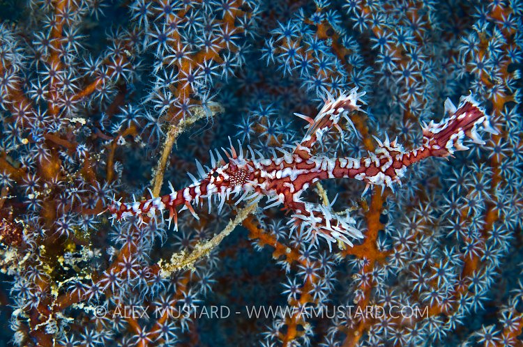 Ornate ghost pipefish camouflage. Malaysia.