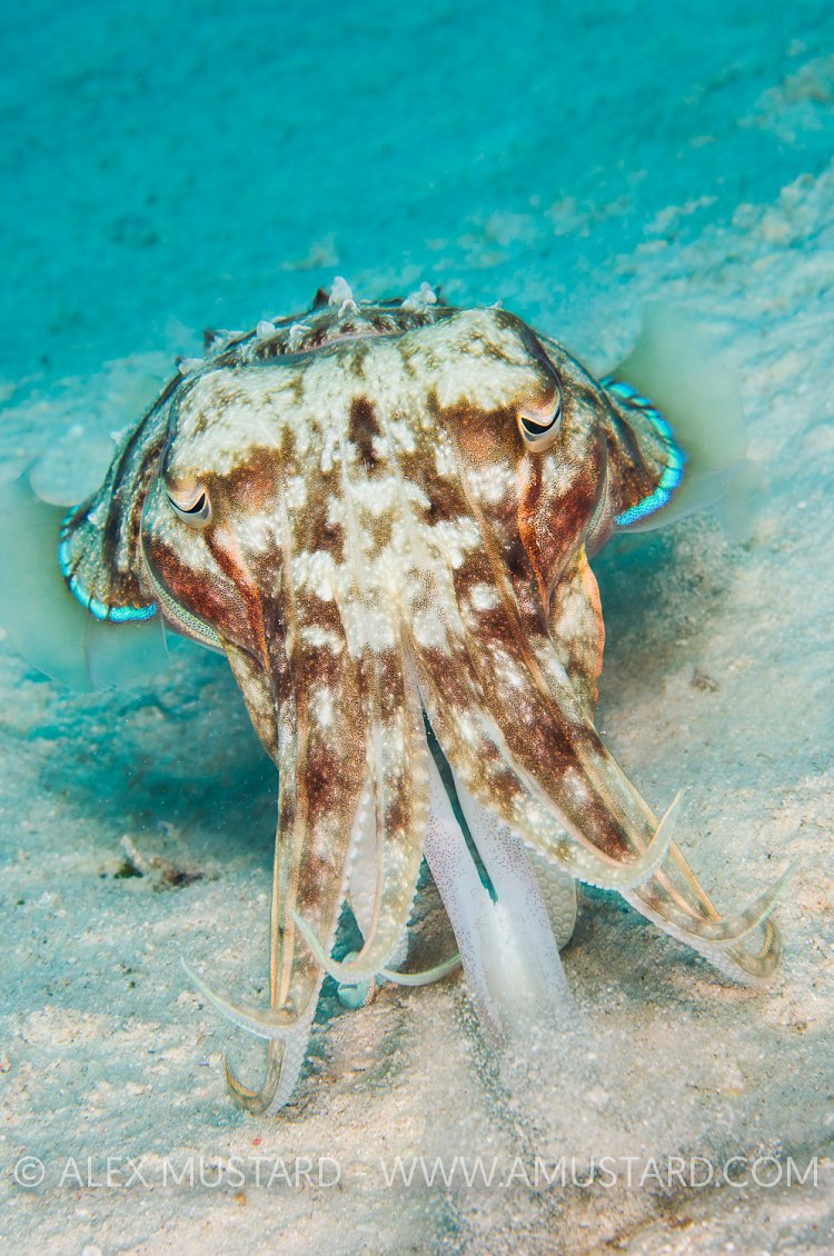 Cuttlefish Strikes. Malaysia.