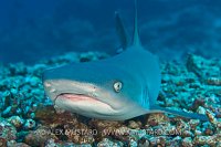 Whitetip reef shark resting.