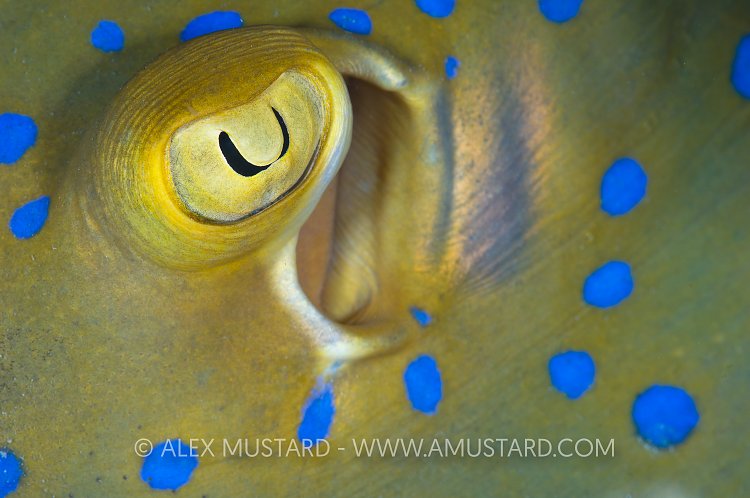 Eye of blue spotted stingray.