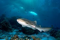 Leopard (or zebra) shark, Malaysia.