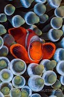 Spinecheek Anemonefish. Indonesia