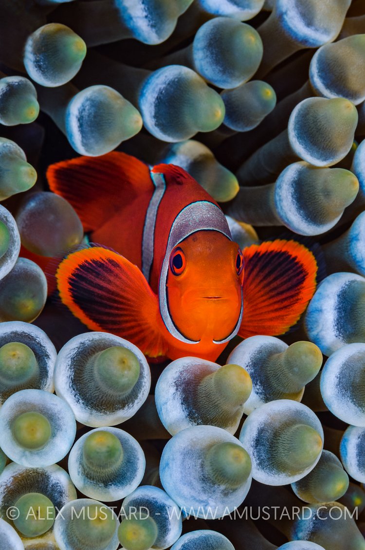 Spinecheek Anemonefish. Indonesia