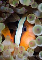 Clark's Anemonefish Portrait. Indonesia
