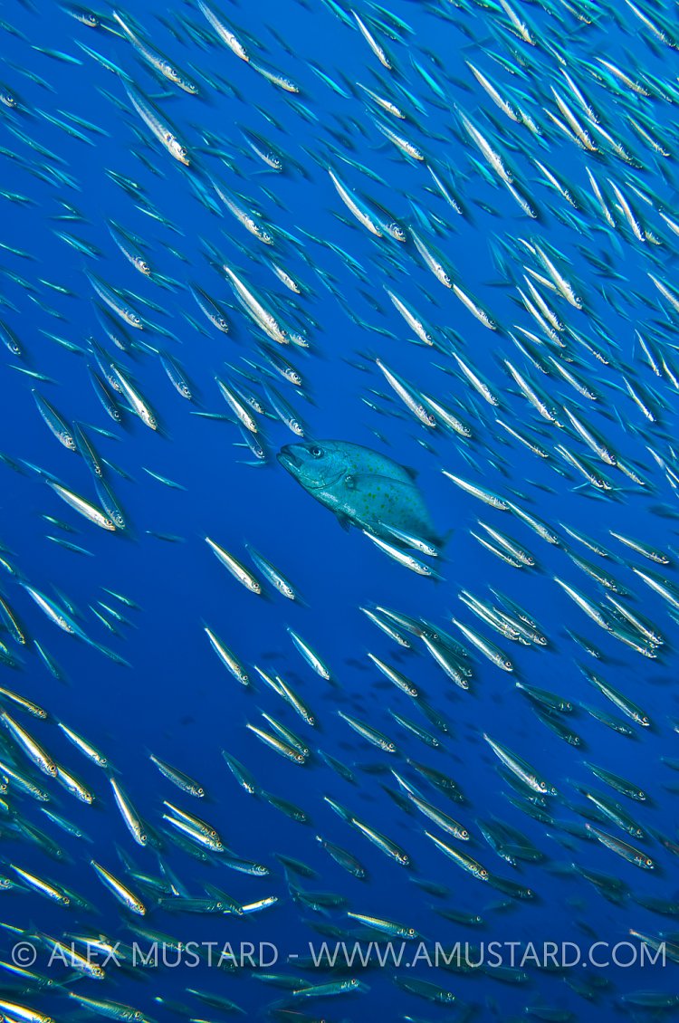Trevally Hunting. Raja Ampat, Indonesia