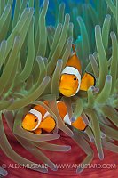 Clownfish Pair In Anemone. Indonesia.