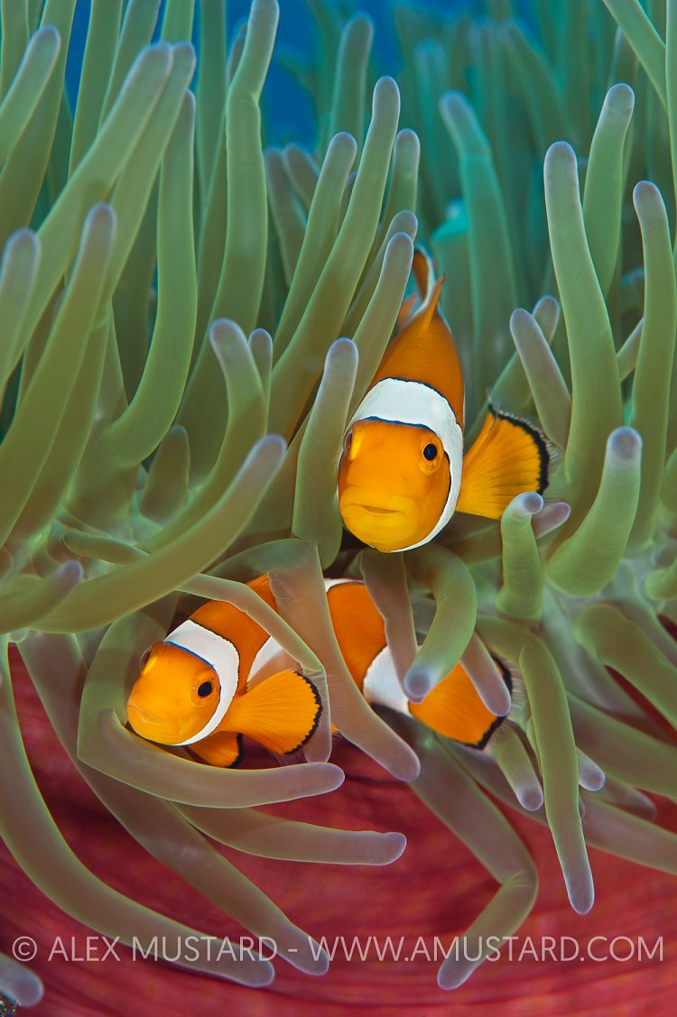 Clownfish Pair In Anemone. Indonesia.