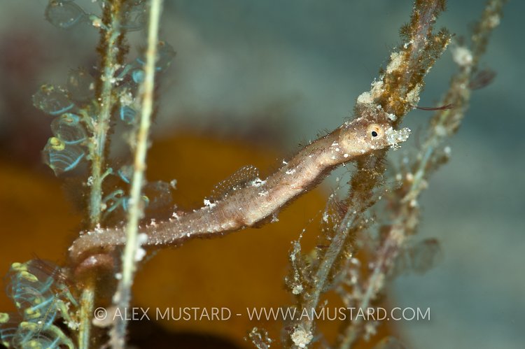 Shortpouch pygmy pipehorse attached to tunicate. Indonesia