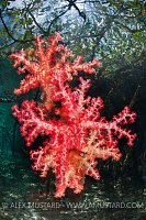 Soft corals in mangroves. Indonesia