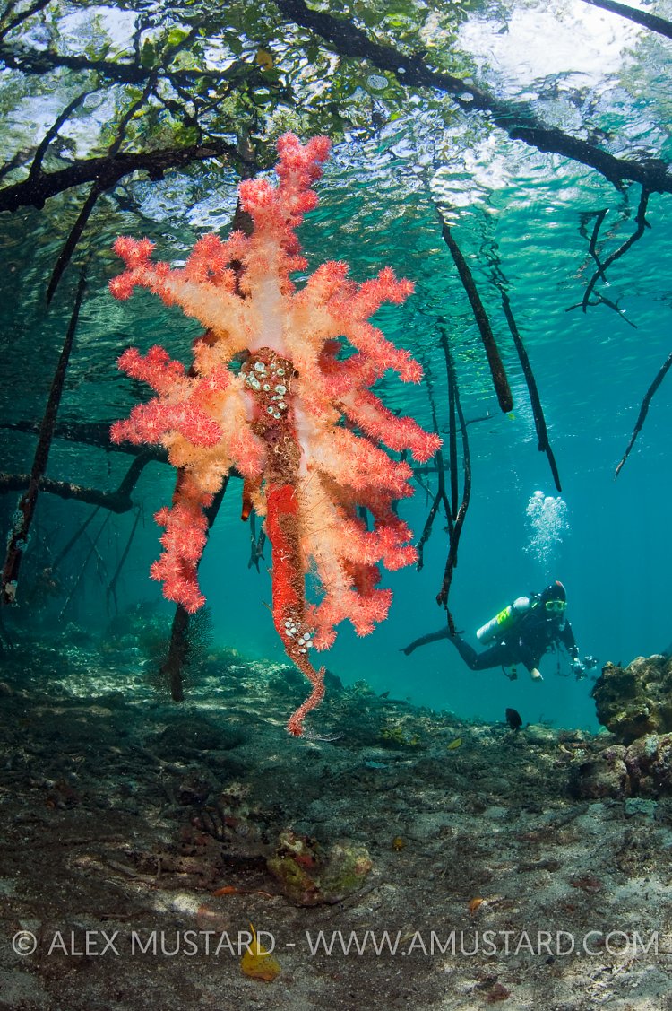 Mangrove Scene. Indonesia