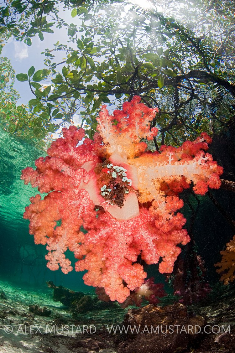 Soft Coral On Mangrove Root. Indonesia