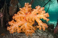 Soft Coral In Mangroves. Indonesia