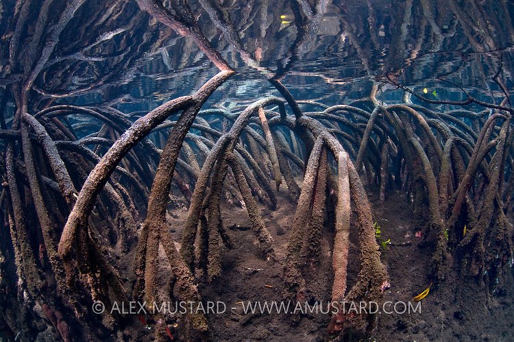 Mangrove Roots. Indonesia