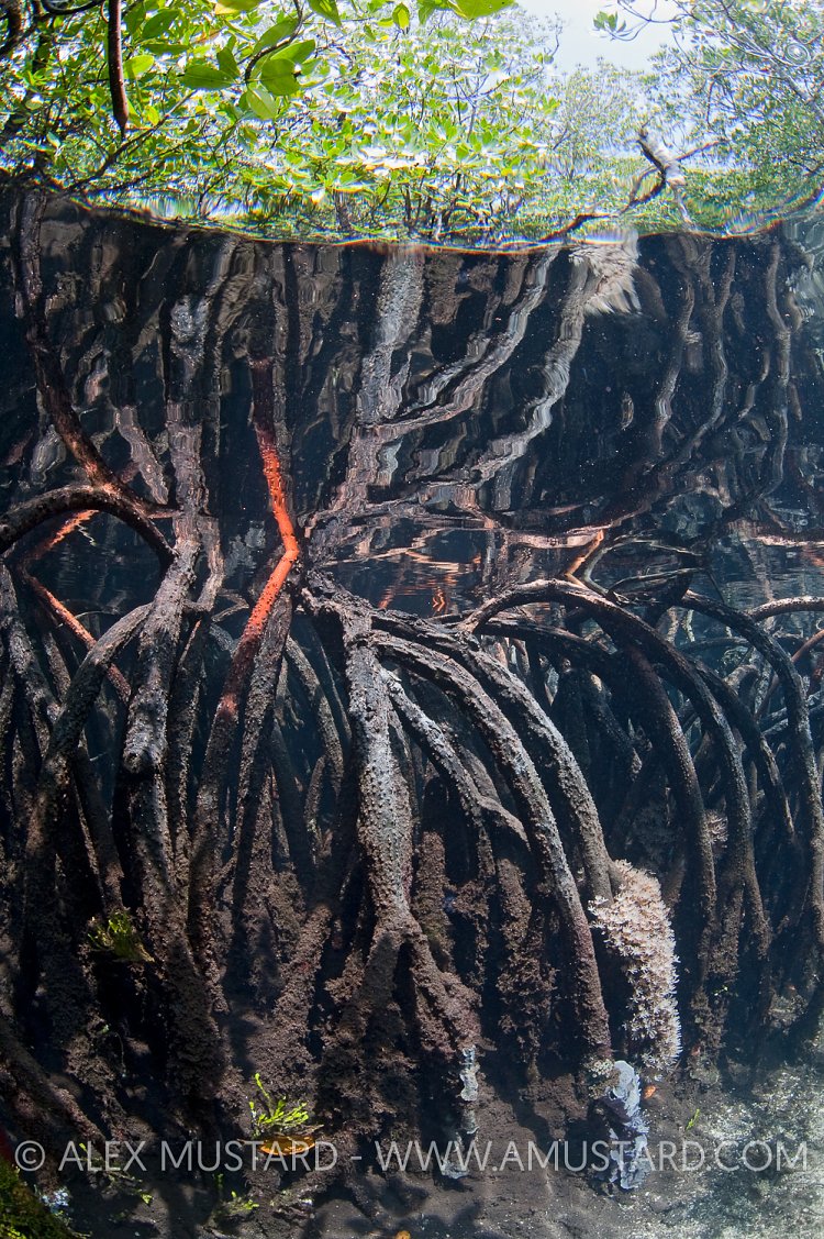 Butress roots of red mangrove tree (Rhizophora mangle) in a mangrove forest. Nampele Islands, Misool, Raja Ampat, Indonesia. Tropical West Pacific Ocean.
