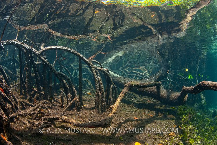 Butress roots and a fallen red mangrove tree (Rhizophora mangle) in a mangrove forest. Nampele Islands, Misool, Raja Ampat, Indonesia. Tropical West Pacific Ocean.