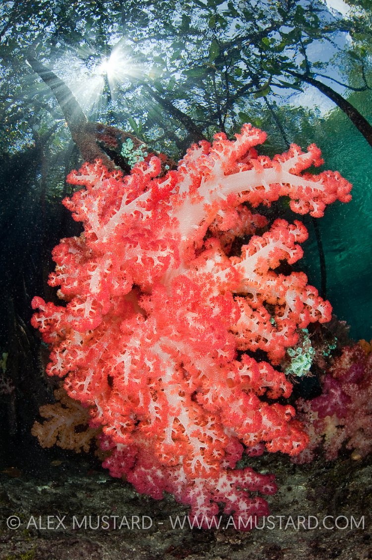 Soft Coral On Mangrove Root. Indonesia