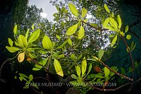 Underwater Leaves. Indonesia