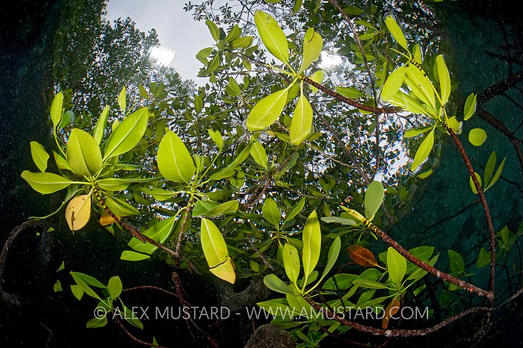 Underwater Leaves. Indonesia