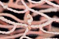 Denise's pygmy seahorse on a seafan, Indonesia