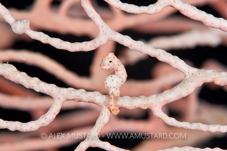 Denise's pygmy seahorse on a seafan, Indonesia