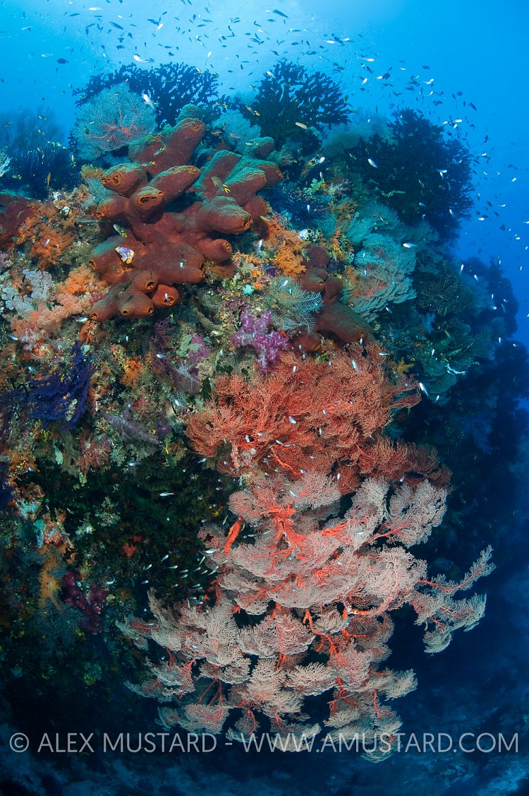 Large reef scene with seafans (Annella sp. and Melithaea sp.), sponges and soft corals, grow on a vertical wall between two islands. Gorgonian Passage, Misool, Raja Ampat, West Papua, Indonesia. Ceram Sea.