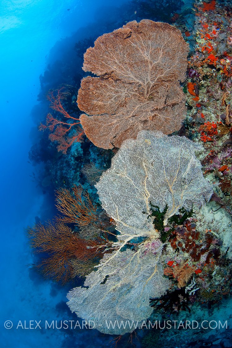 Huge Seafans. Indonesia