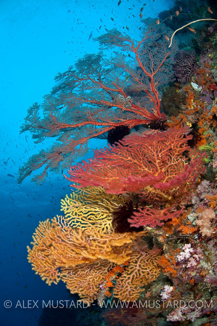 Seafans on wall. Raja Ampat, Indonesia.