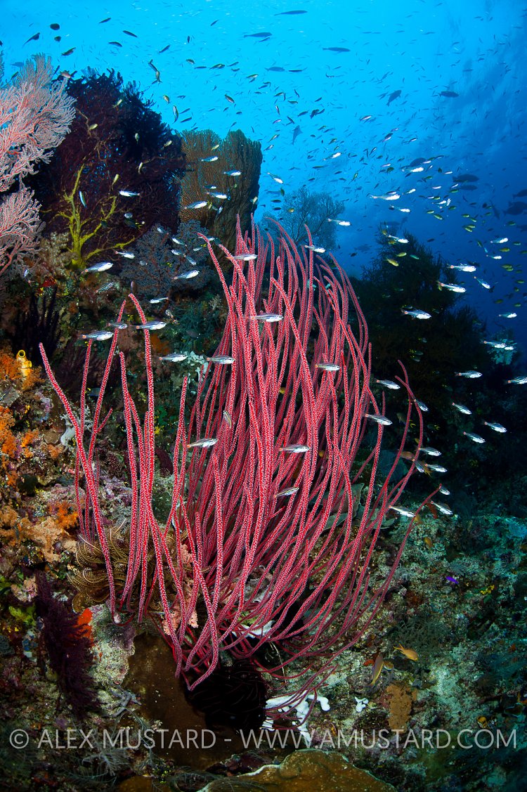Coral reef landscape, Raja Ampat