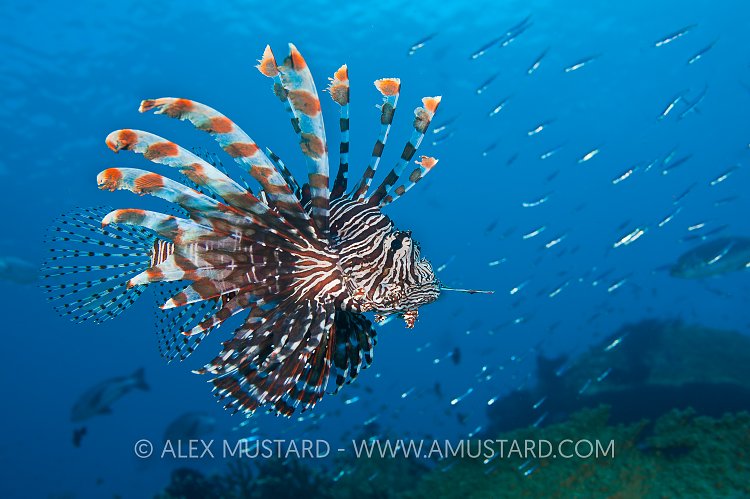 Lionfish hunting. Indonesia.
