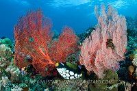 Clown Trigger In Sea Fans. Indonesia