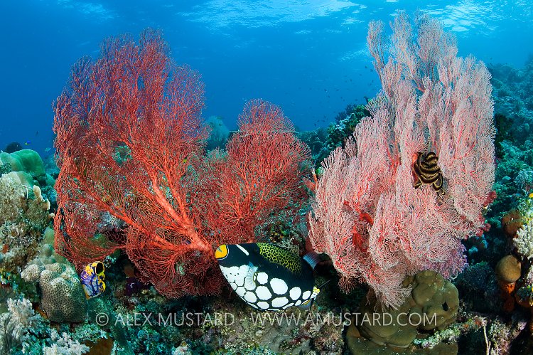 Clown Trigger In Sea Fans. Indonesia