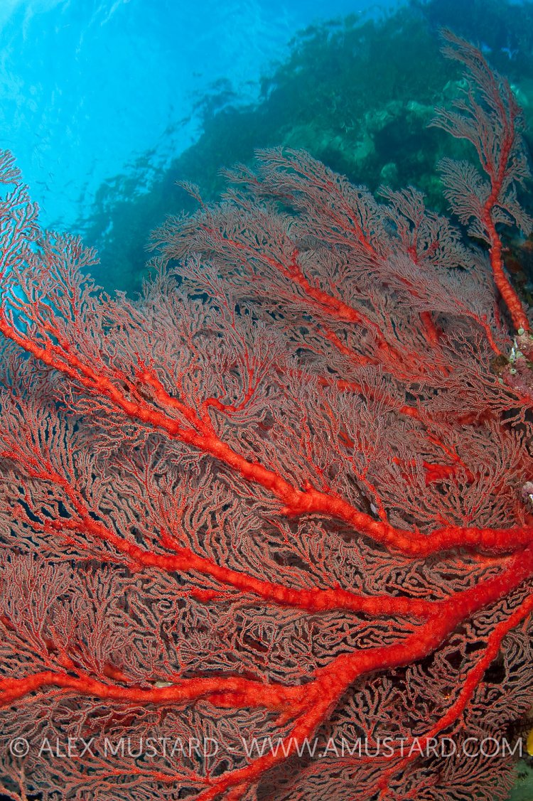 Seafan. indonesia