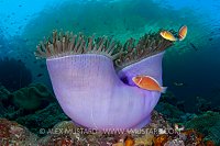 Pink anemonefish, Raja Ampat, Indonesia.