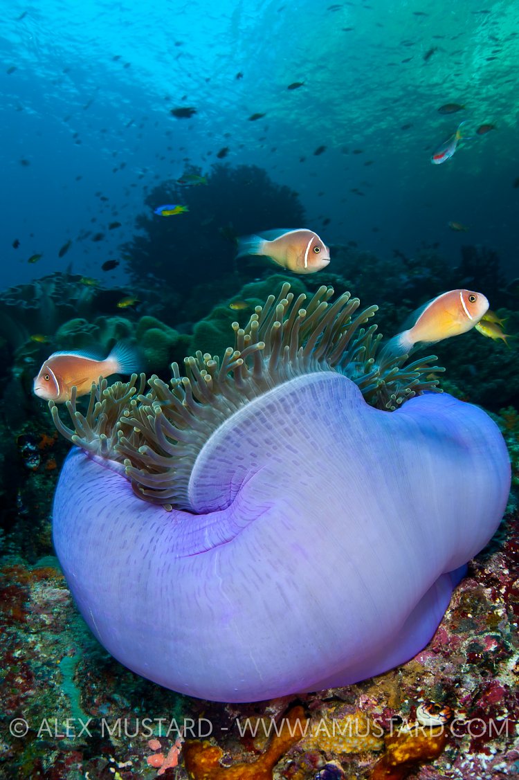 Anemonefish, Indonesia.