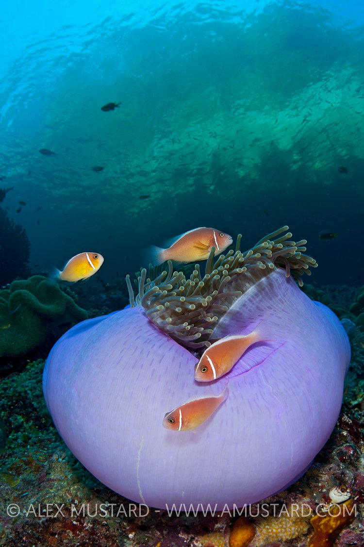 Pink anemonefish, Raja Ampat, Indonesia.