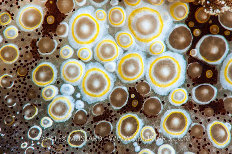 Nudi Details. Indonesia