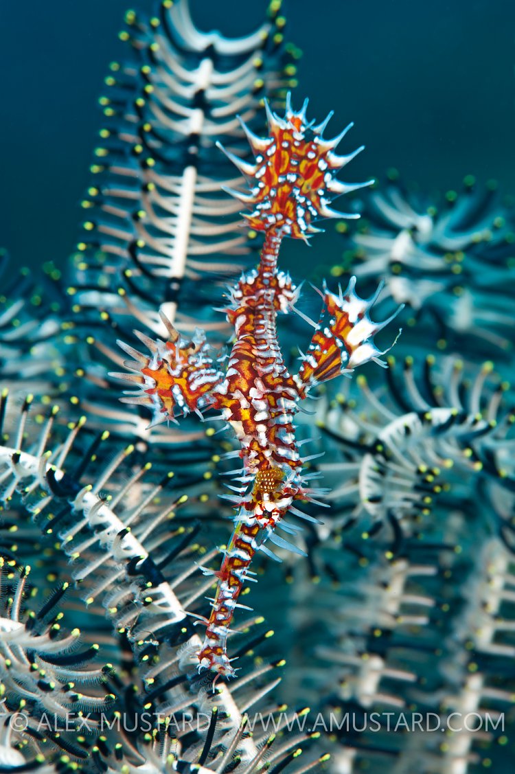 Ornate ghost pipefish. Raja Ampat, Indonesia.
