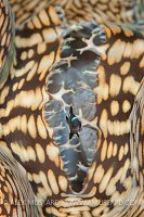Damsel In Clam. Indonesia