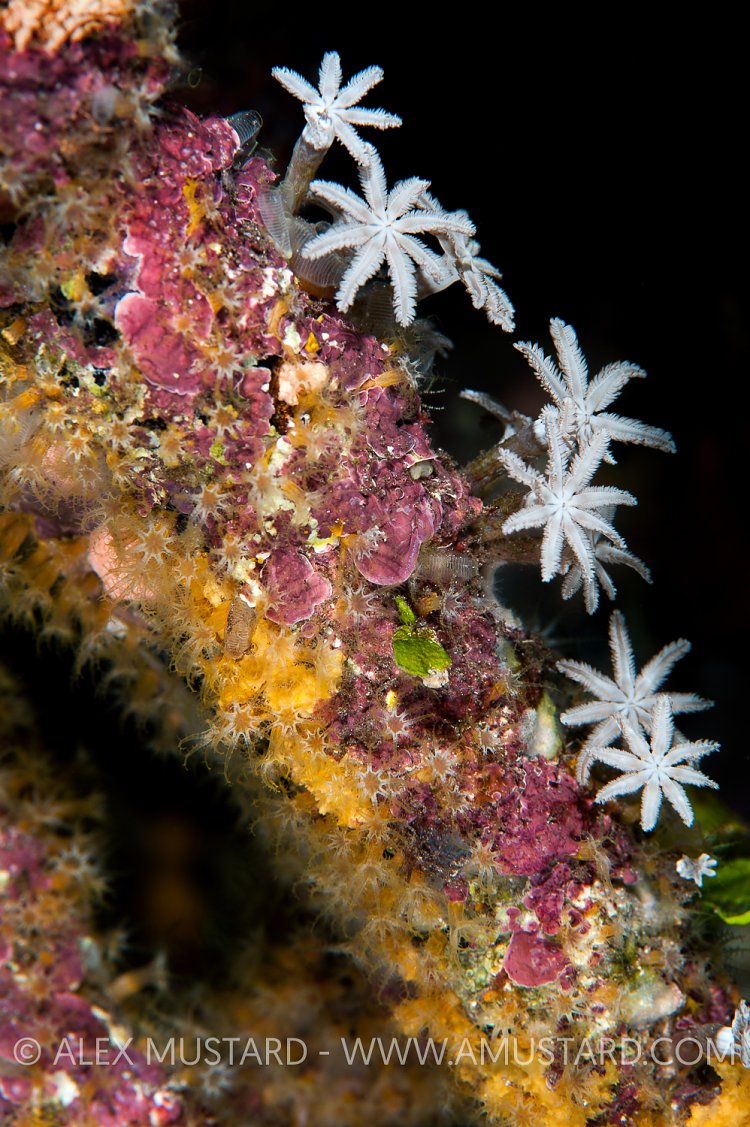 Encrusting life on mangrove root. Indonesia