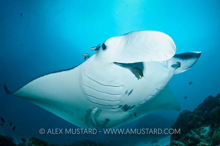 Manta ray hovering, Indonesia.