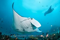 Manta rays at cleaning station. Indonesia.