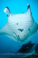 Manta rays at cleaning station. Indonesia.