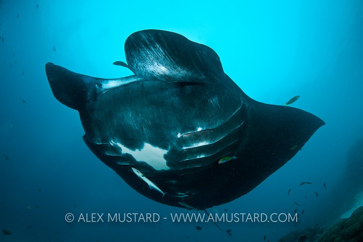 Manta ray hovering, Indonesia.