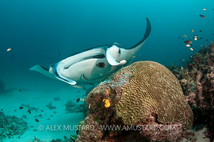 Manta rays at cleaning station. Indonesia.