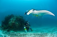 Manta ray swims overhead a diver, Indonesia.