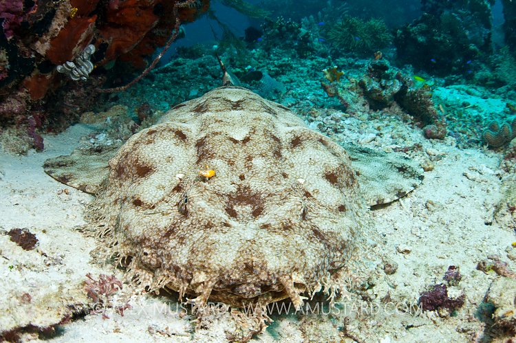 Tassled Wobbegong. Indonesia