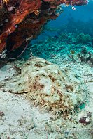 Tassled Wobbegong. Indonesia