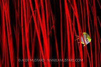 Lady In Red. Indonesia