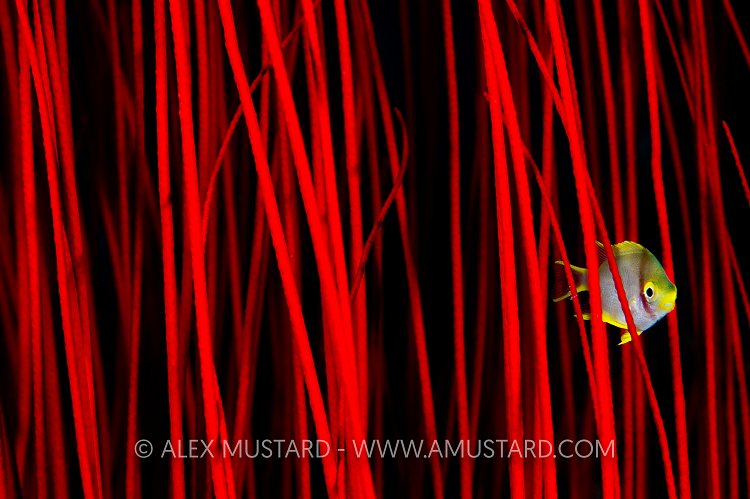 Lady In Red. Indonesia