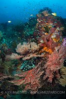 Reef Scene. Indonesia.